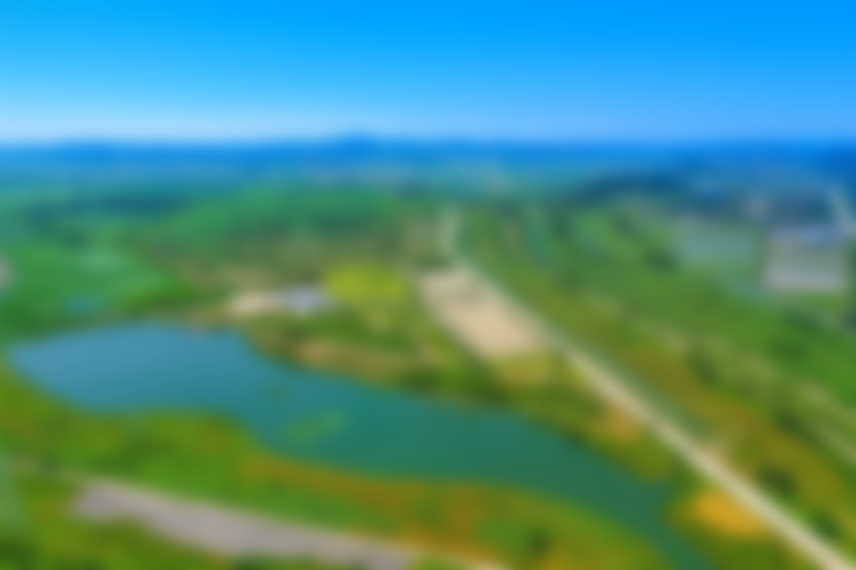 코스모스가 만개한 모습 코스모스가 만개한 모습