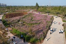 영산강 정원 코스모스&댑싸리 꽃단지