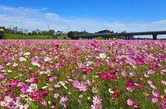 코스모스가 만개한 모습