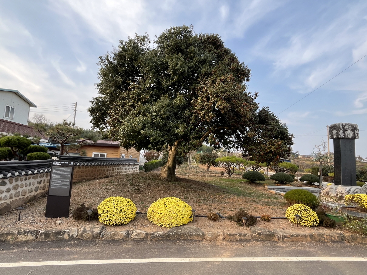 천연기념물 제516호 호랑가시나무