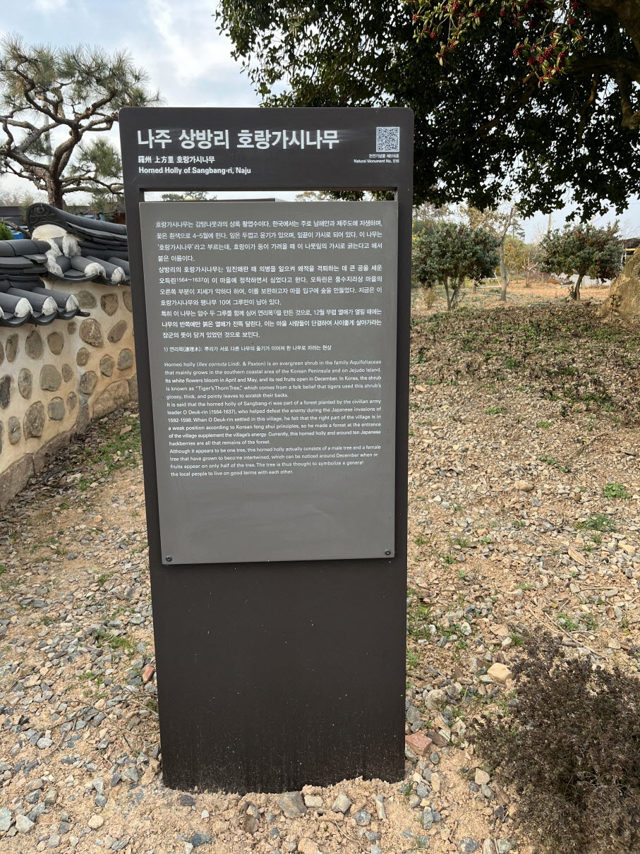 천연기념물 제516호 호랑가시나무 안내판