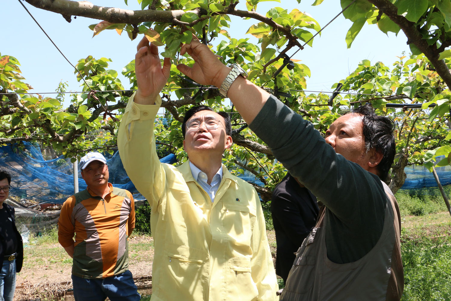 배과수농가 냉해피해 현장 방문 나주시장이 금천면 배과수농가 주인과 배나무를 살펴보고 있는 모습