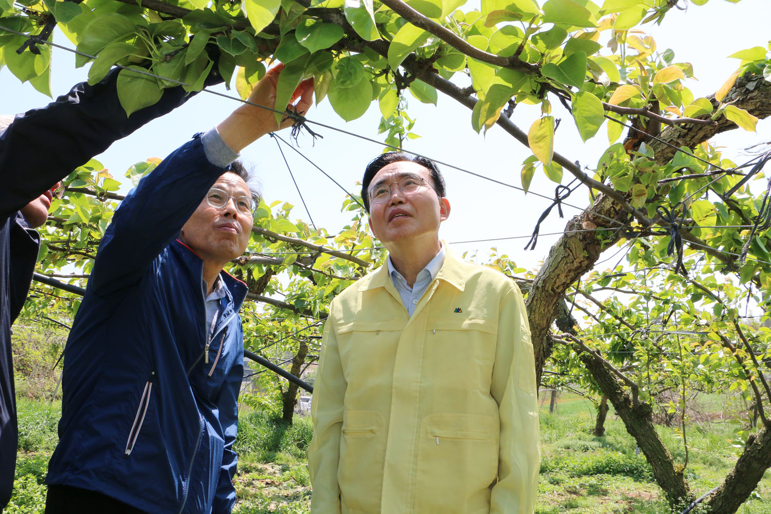 배과수농가 냉해피해 현장 방문 나주시장과 시청 농업기술센터 소장이 배 나무 바라보며 살펴보고 있는 모습