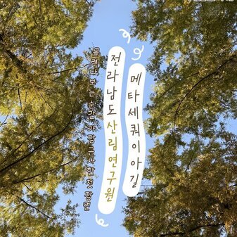 전라남도산림연구원 메타세쿼이아길