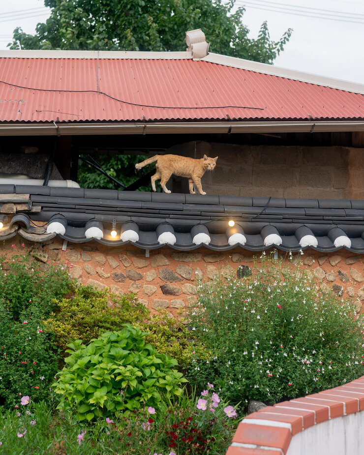 돌담과 고양이
