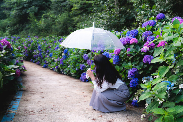 나주 느러지전망대 수국길
