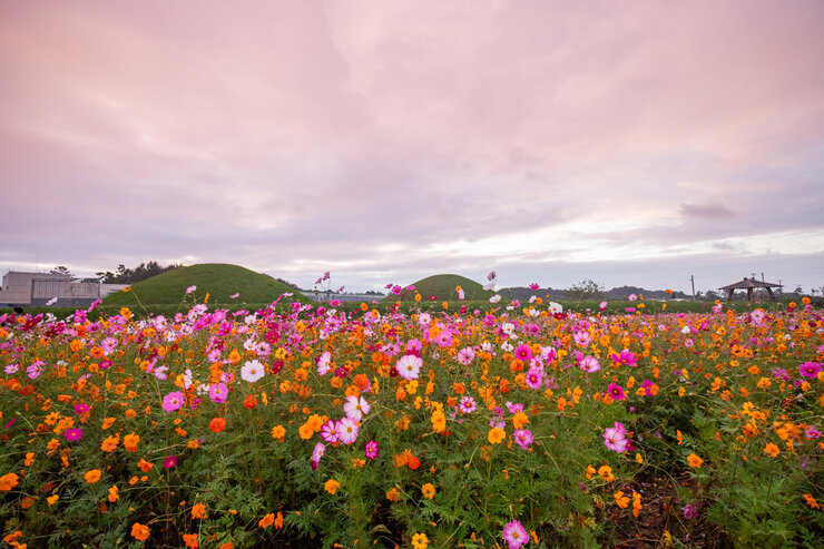 [일반 입선] 반남고분군 코스모스-박미향