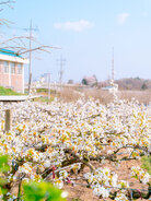 나주 배박물관