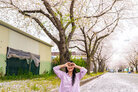 이창동 벚꽃길