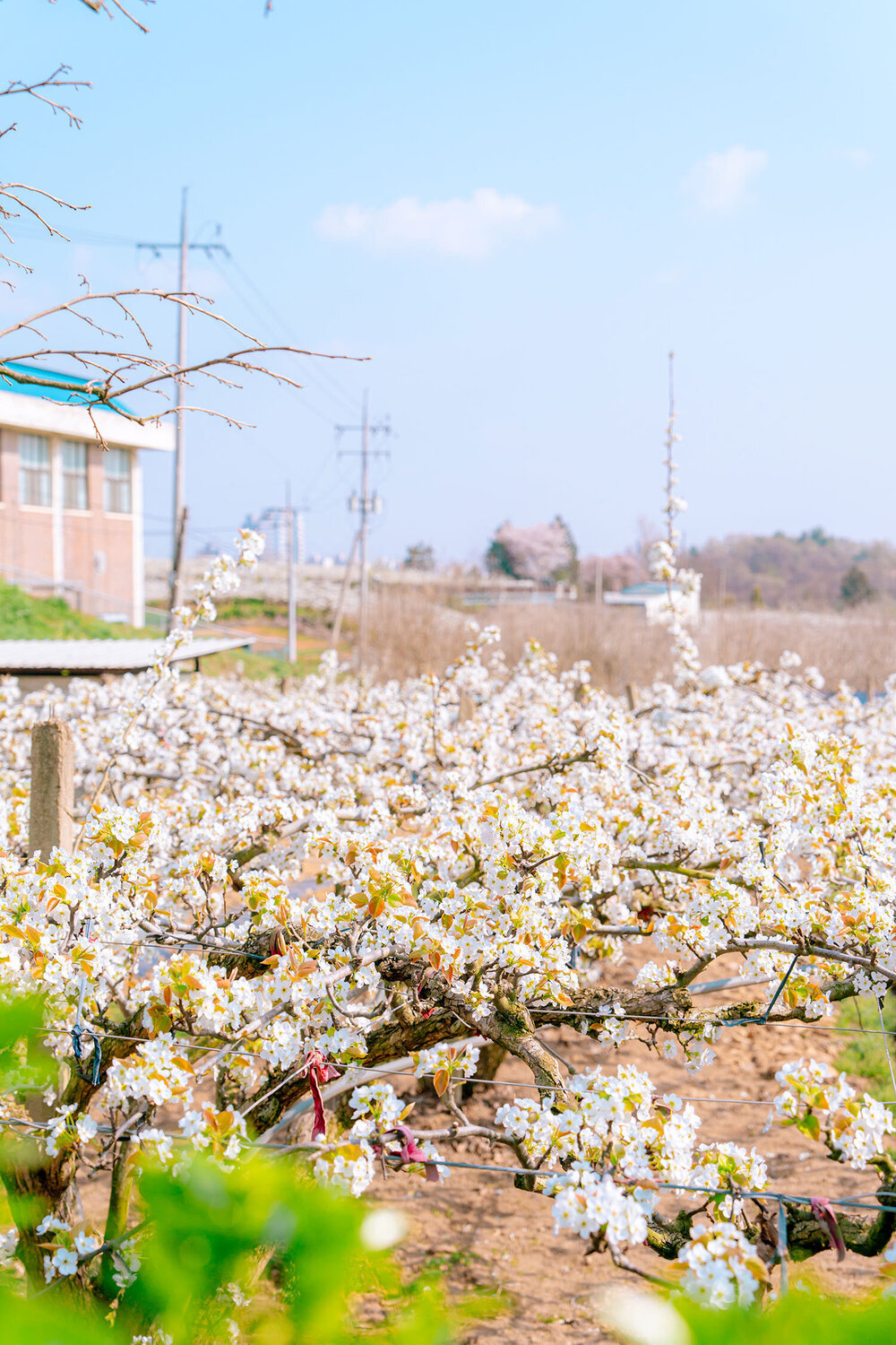 나주 배박물관