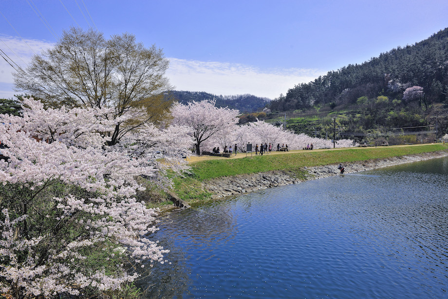한수제 벚꽃축제