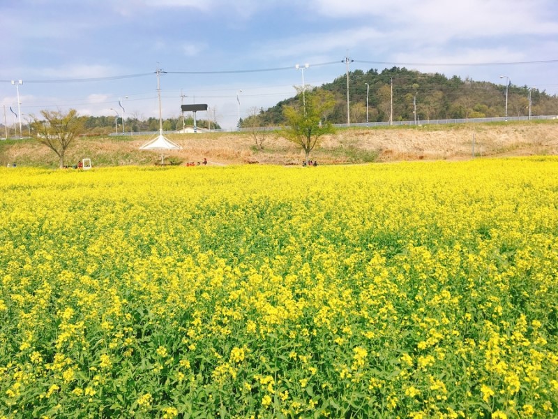 영산포 둔치 유채꽃밭