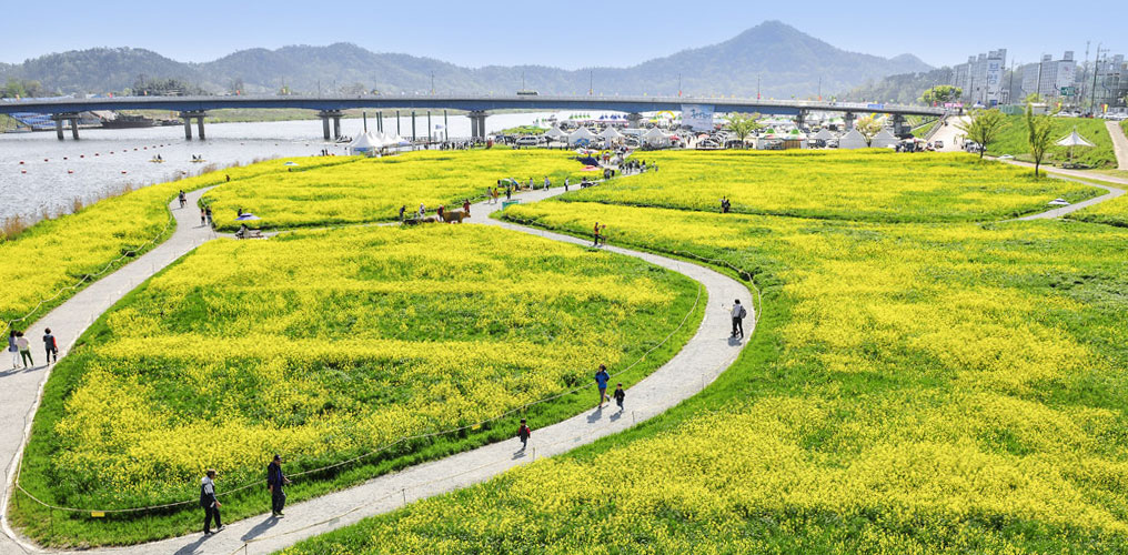 Yeongsanpo Stingray Festival