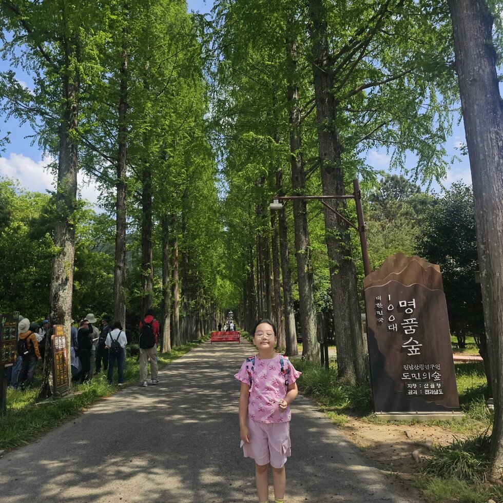 신비하고 웅장한 메타세콰이어길