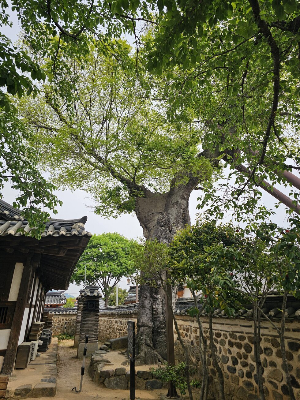 나주 목사내아 금학헌과 500백년 이상된 번개맞은 팽나무