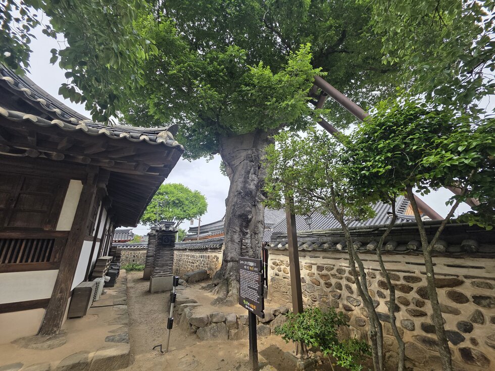 팽나무