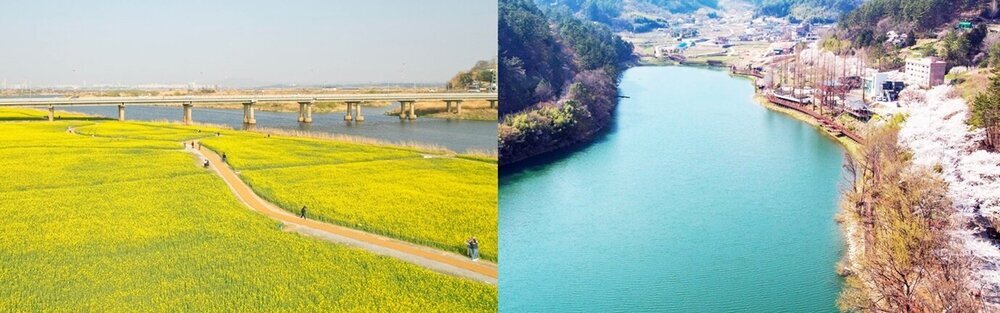 나주 영산강 유채꽃밭(왼쪽), 한수제 벚꽃길(오른쪽)