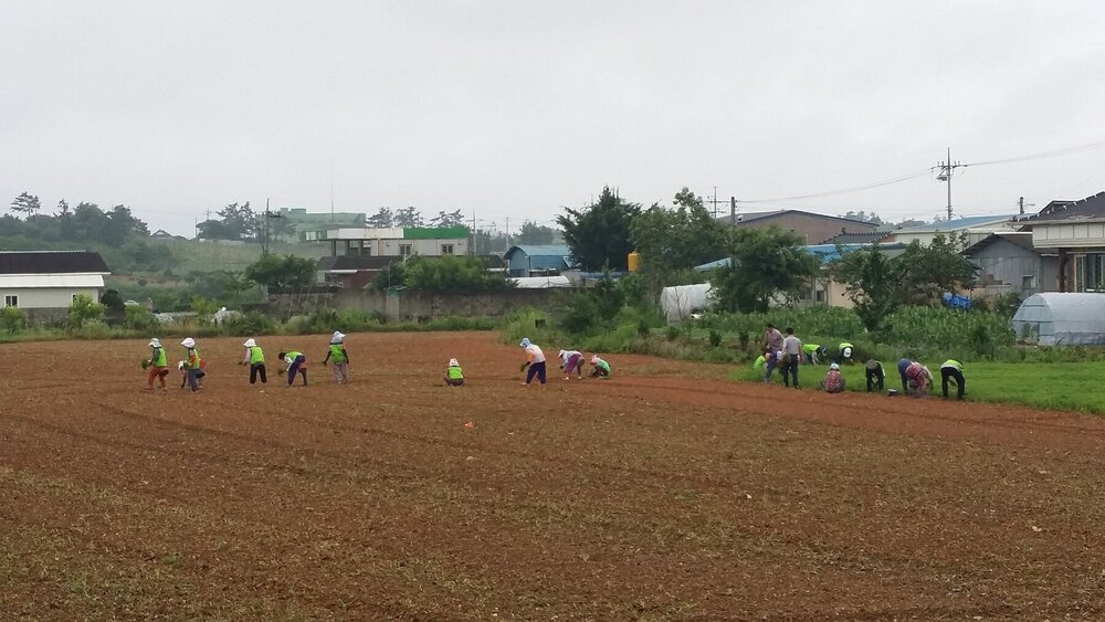 왕곡면 코스모스 단지 조성.jpg