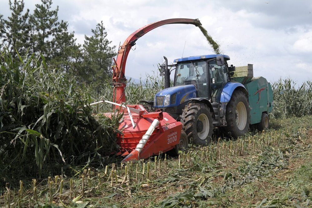 옥수수베일작업 실시.JPG