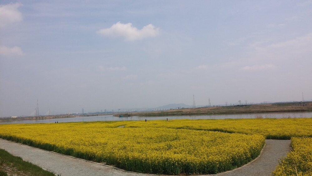 영산포 유채꽃밭 2.jpg