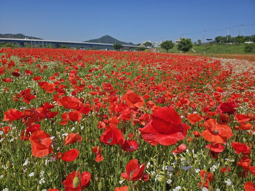 나주 영산강변 붉게 수놓은 꽃양귀비