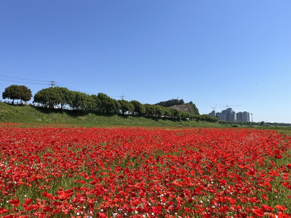 나주 영산강변 붉게 수놓은 꽃양귀비