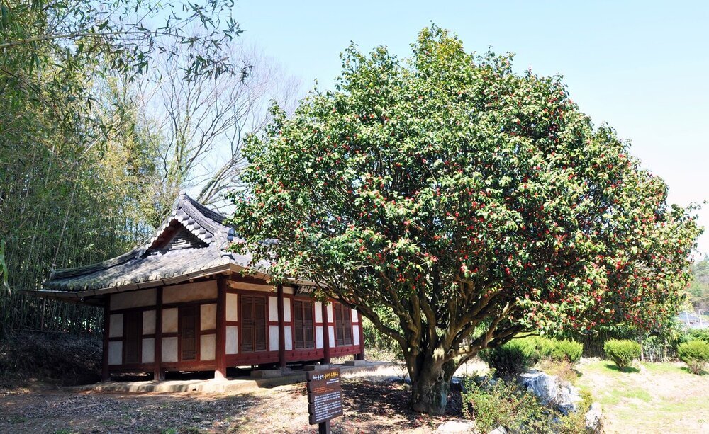 나주 왕곡 송죽리에 위치한 '금사정'과 '동백나무'