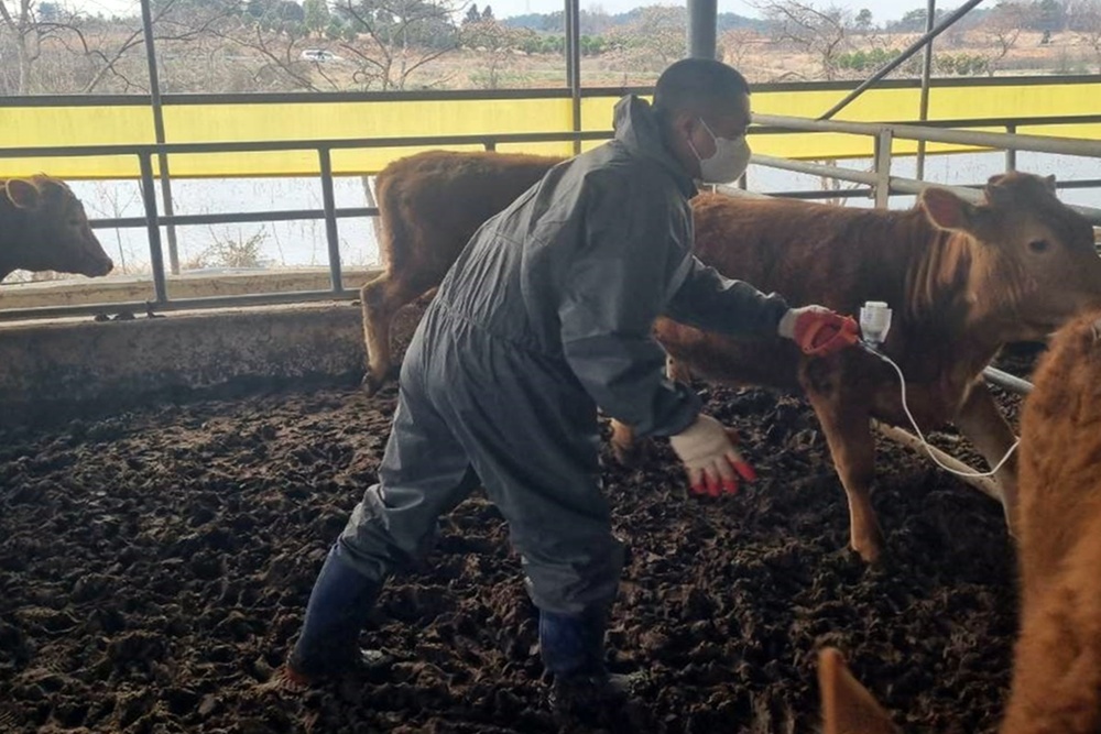 나주시, 구제역 유입 차단을 위한 우제류 농가 백신 접종 100% 완료