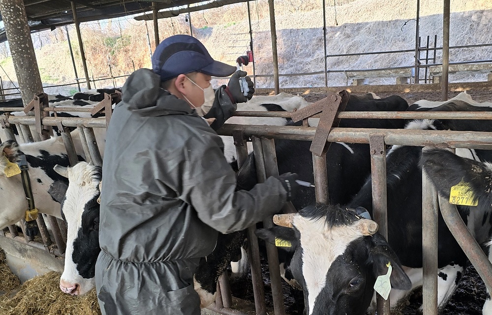 나주시, 구제역 유입 차단을 위한 우제류 농가 백신 접종 100% 완료