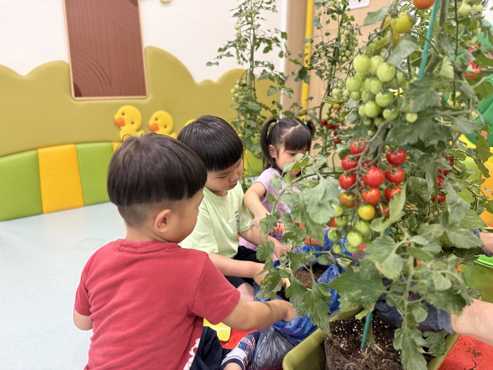 나주시, 어린이집 대상 ‘체험용 방울토마토 화분’ 지원