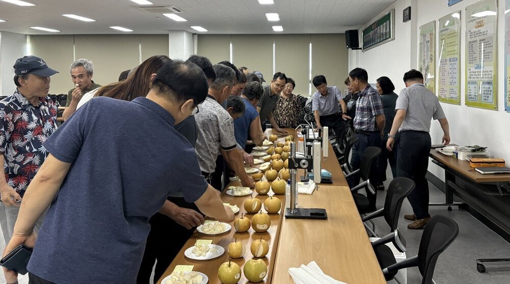 나주시장 인증 품질보증배로 나주배 명성 되살린다