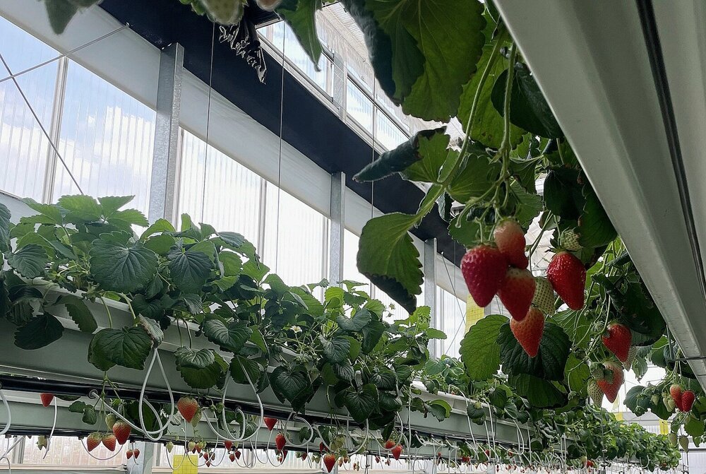 나주시, 남평 ‘설향’ 딸기 본격 출하…내년 특화작목 육성사업 선정