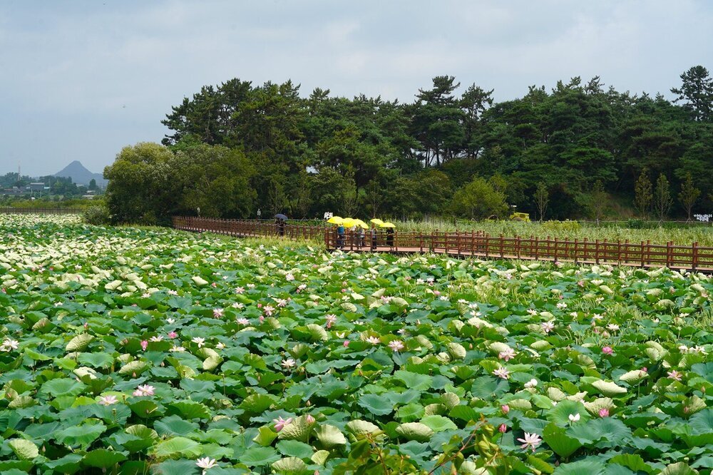 전국 최대 홍련 자생지 ‘나주 우습제 홍련 축제’ 성황리 마무리