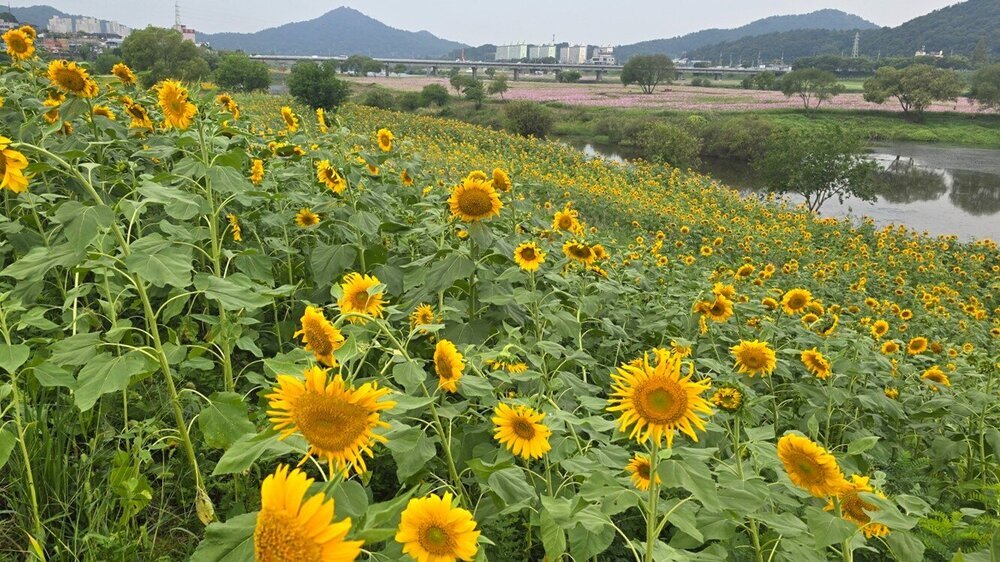 영산강정원 가을꽃 만개…생태·설화 담은 새 포토존 ‘눈길’