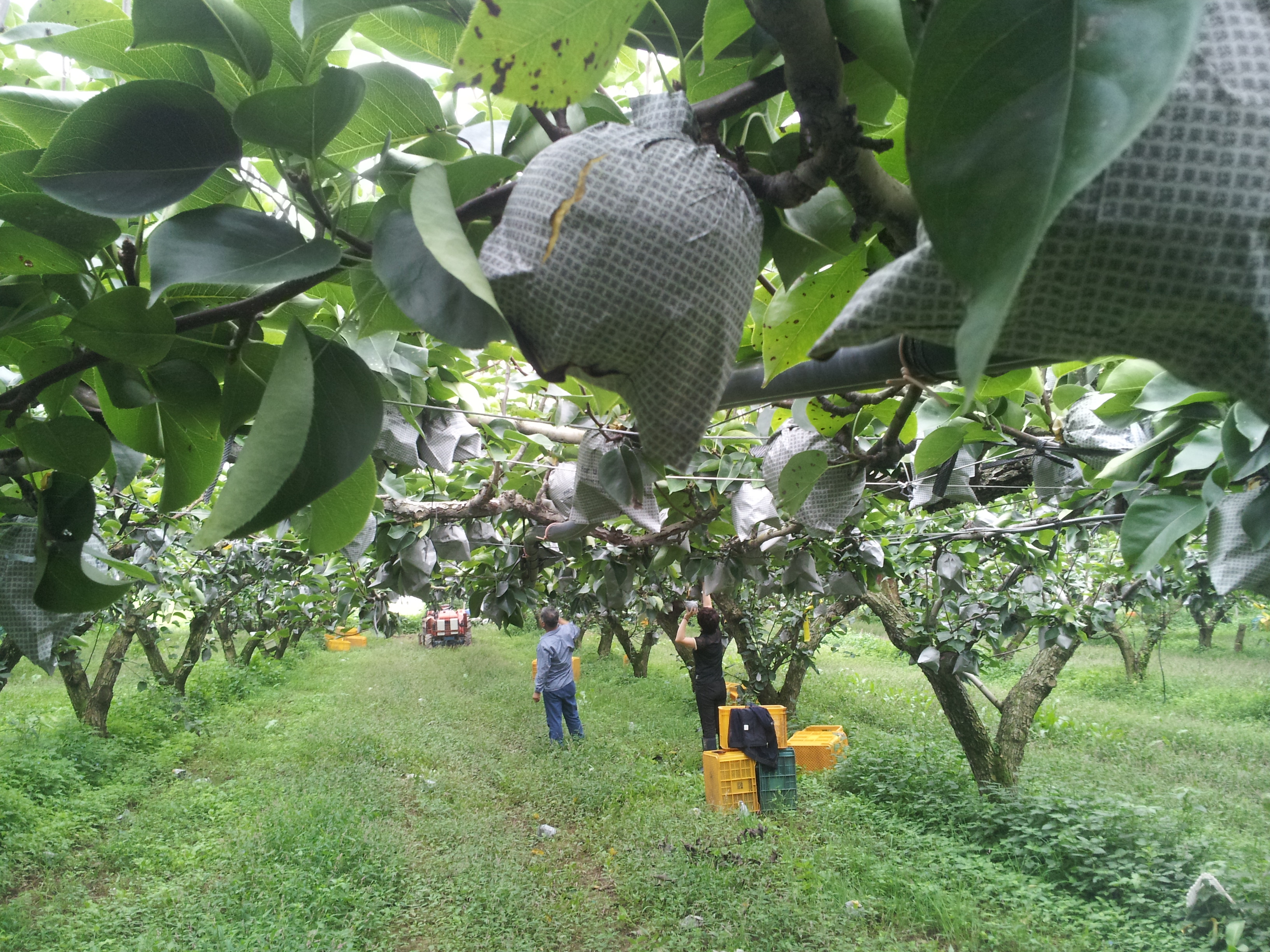 봉지씌우기 4.jpg