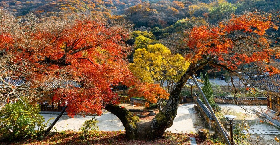 나주 불회사, 가을 산사문화제 ‘단풍숲 가을 음악회’ 개최