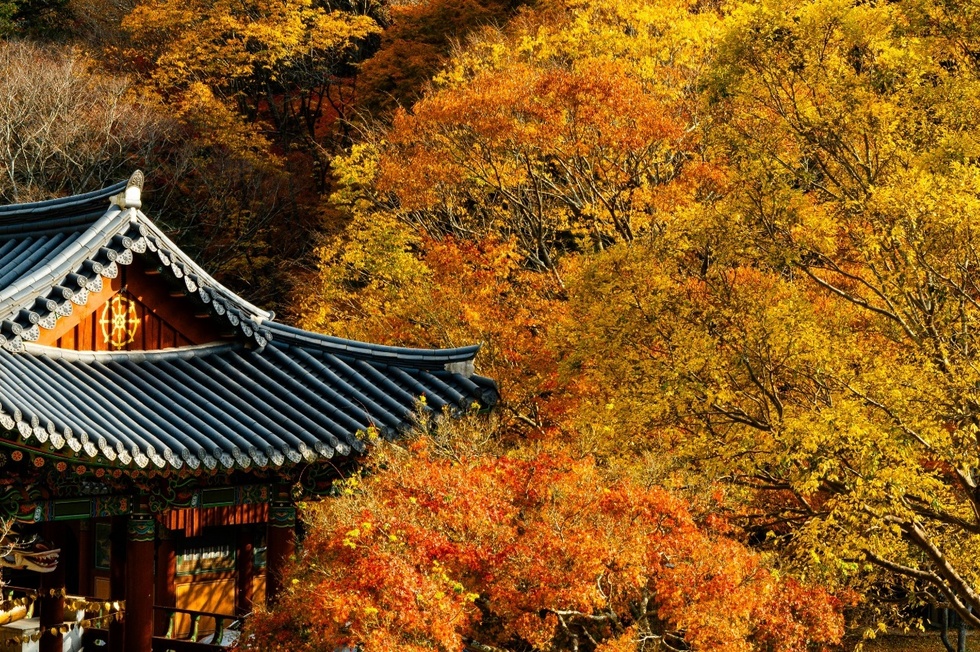 나주 불회사, 가을 산사문화제 ‘단풍숲 가을 음악회’ 개최