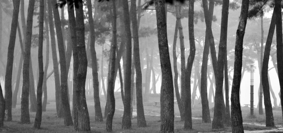 2014년 11월 6일에 촬영된 안개낀 솔밭의 흑백 풍경사진