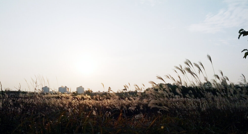 2014년 11월 12일 촬영한 혁신도시 억새의 풍경