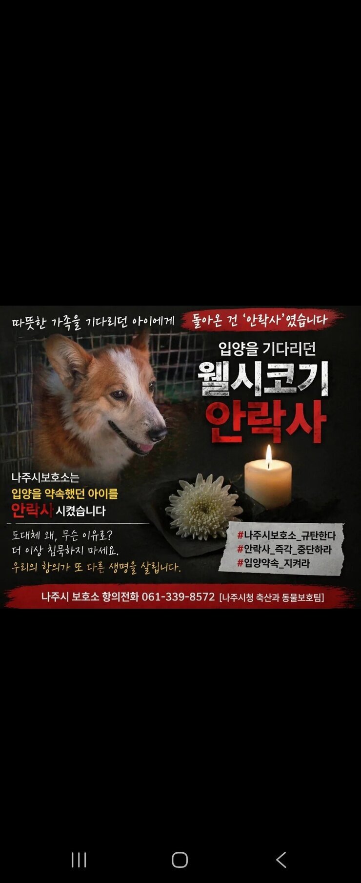 나주시보호소안락사 사건항의 이미지