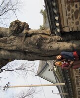  벼락맞은 팽나무