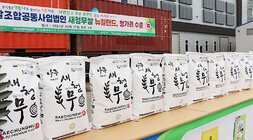 나주쌀 새청무 헝가리 첫 수출 상차식 조합법인 앞마당에 가지런히 놓여진 새청무 쌀 10kg의 모습