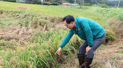 호우 및 강풍 피해지구 현장 점검 나주시장이 다시면의 벼 도복 현자에서 손으로 벼를 가리키고 있는 모습