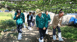 과수배 일소피해 농가 현장 방문 밀짚모자를 쓴 나주시장이 과수원으로 들어오고 있는 모습
