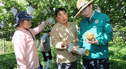 과수배 일소피해 농가 현장 방문 과수원 안에서 나주시장이 일소피해를 입은 배를 한손으로 들고 살펴보고 있고 나주배원협조합장이 옆에서 설명을 하고 있는 모습 