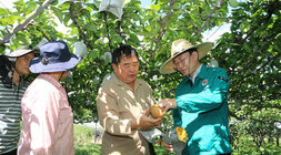 과수배 일소피해 농가 현장 방문 과수원에서 나주시장과 나주배원협조합장이 과수배를 들고 가리키며 대화를 나누는 모습