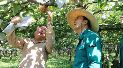 과수배 일소피해 농가 현장 방문 나주배원협조합장이 나무에 달린 배의 봉지를 뜯고 배를 살펴보고 있고 나주시장이 옆에서 함께 바라보고 있는 모습
