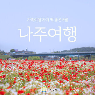 영산강변따라 피어난 #꽃양귀비