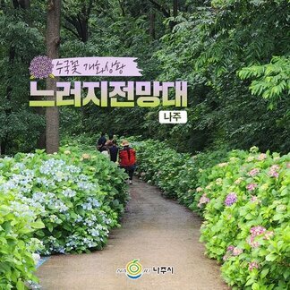 인스타 성지~ 느러지전망대 수국꽃 개화상황입니다:)