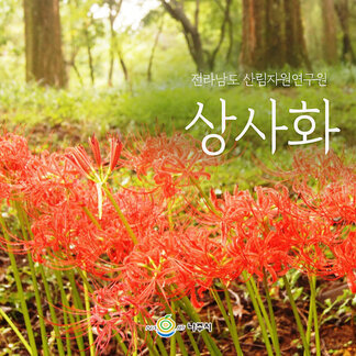 상사화가 예쁘게 꽃길을 열어주는 날